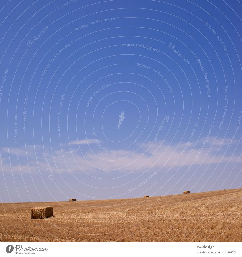 Einbringen landwirtschaftlicher Gewächse und Früchte Natur Landschaft Pflanze Himmel Sommer Schönes Wetter Nutzpflanze Feld Ernte Ackerbau Landwirtschaft