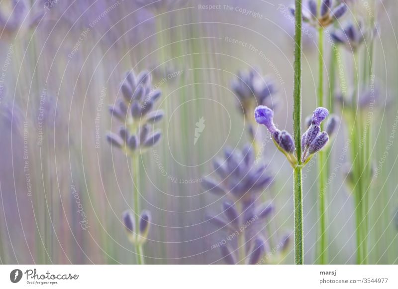 Lavendelblüten Blüte Blütenknospe violett Pflanze Duft Farbfoto Natur Blume Sommer Schwache Tiefenschärfe natürlich Stängel Blühend Garten Wachstum