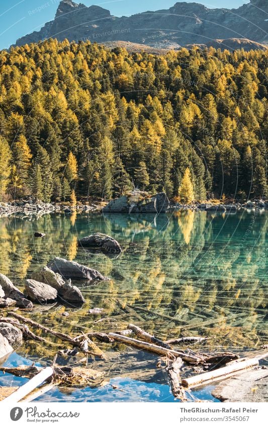 See mit Spiegelung umgeben von Wald Natur Landschaft wandern Menschenleer Berge u. Gebirge Alpen Schweiz Bergesee Lärche Herbst Bach Wasser klar glasklar