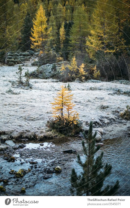 Lärche auf Lichtung neben Bach Wald Natur Landschaft wandern Menschenleer Alpen Schweiz Herbst Wasser Lärchen Lärchenwald Stein blau Insel Tau Morgen Steine