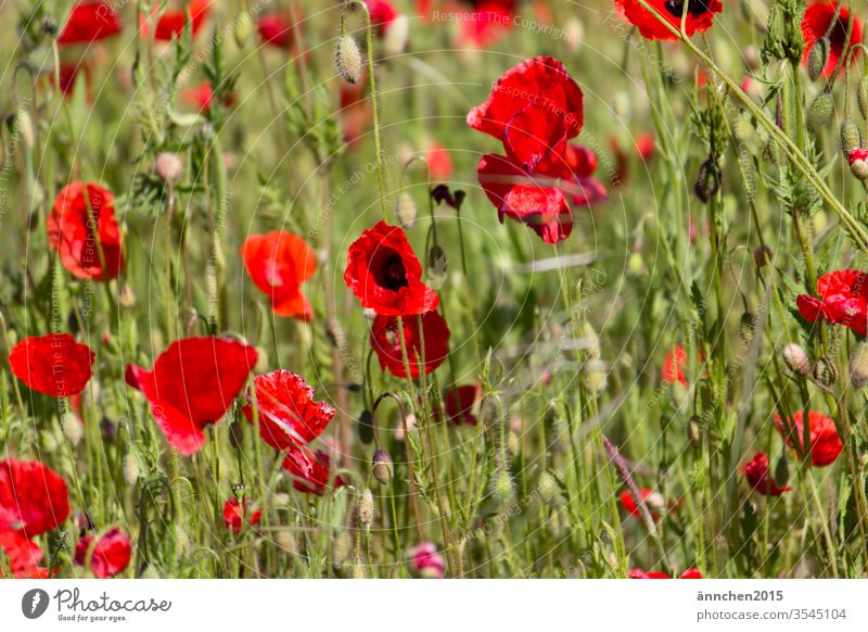 Ein Ausschnitt von einem MohnBlumenfeld Wiese Sommer rot Klatschmohn Farbfoto Mohnfeld intensiv Mohnblüte Feld Außenaufnahme Pflanze viele Idylle mohnwiese