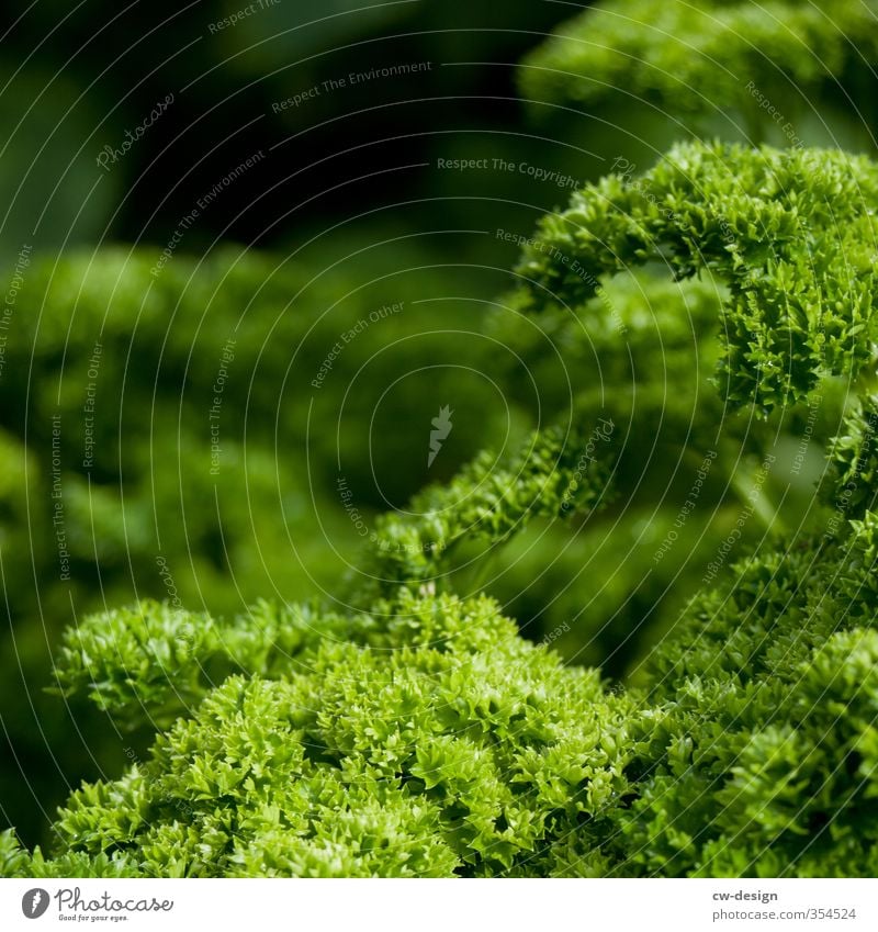 Silie, Peter Natur Pflanze Grünpflanze Nutzpflanze Topfpflanze Petersilie Garten grün Gesundheit Farbfoto Außenaufnahme Menschenleer Textfreiraum links