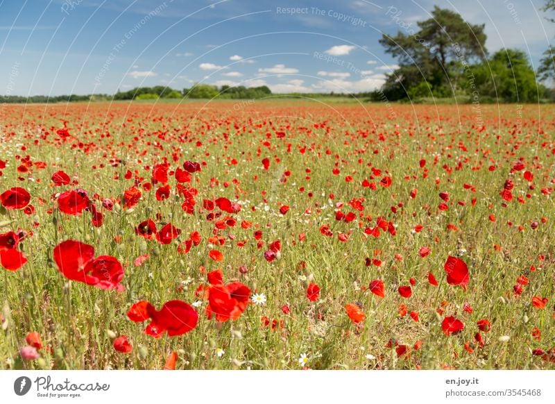 Mohnfeld unter blauem Himmel Mohnblüte Sommer Wiese Klatschmohn Frühling Blumenwiese Pflanzen Wiesenblumen Feld Rot Blühen Blüten Horizont Blauer Himmel