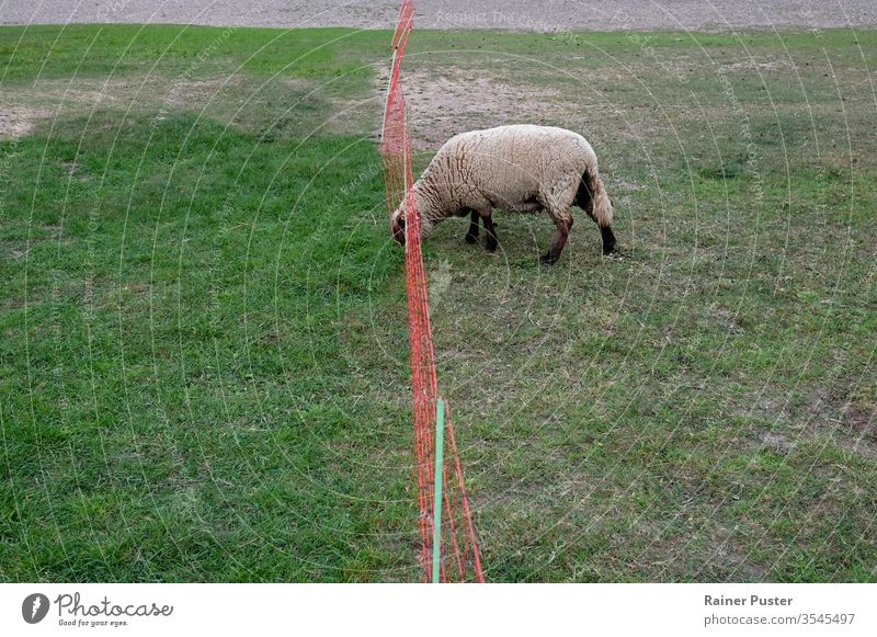 Konzept: Das Gras ist auf der anderen Seite immer grüner Tier Textfreiraum Landwirtschaft Zaun Feld Gras ist grüner Weidenutzung Viehbestand Wiese Ein Tier