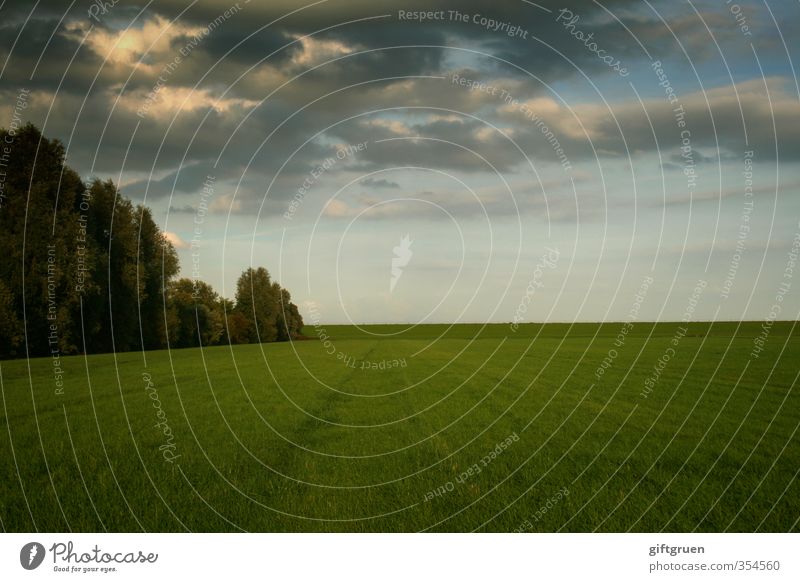 auf weiter flur Umwelt Natur Landschaft Urelemente Erde Himmel Wolken Gewitterwolken Sonne Sonnenlicht Wetter Unwetter Pflanze Baum Gras Wiese Wald Stimmung