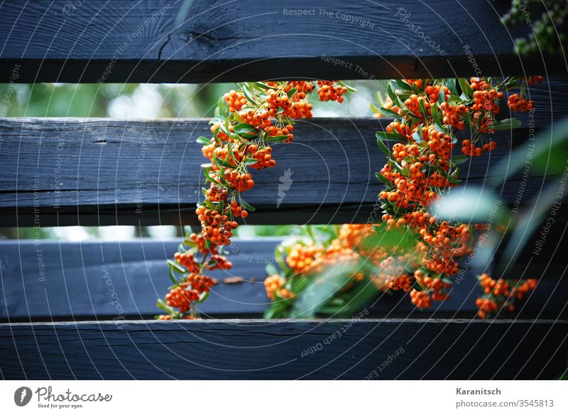 Feuerdornzweige ranken durch einen Holzzaun. Pyracantha Rosaceae Rosengewächs Strauch immergrün Zweige Dornen dornig Früchte Beeren rot orangerot leuchtend