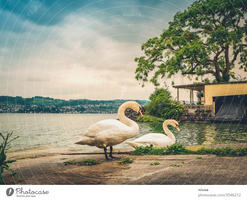 Schwäne am Zürichsee Schwan See Wasser Außenaufnahme Zürich See Schweiz Feder blau Natur Farbfoto Vogel Tier Landschaft Im Wasser treiben Seeufer Wellen