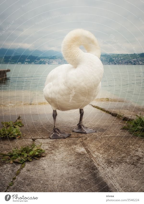 Schwan am Zürichsee Zürich See Vogel Tier Tierwelt Schwanensee weiß Farbfoto Feder Außenaufnahme Natur Wasser Schwimmen & Baden schön Im Wasser treiben Schnabel