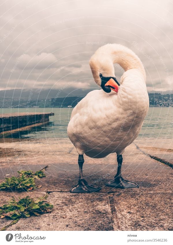 Schwan am Zürichsee Vogel Zürich See Tier Wasser Schwimmen & Baden Schwanensee Natur Außenaufnahme Feder weiß Im Wasser treiben Stolz Reflexion & Spiegelung