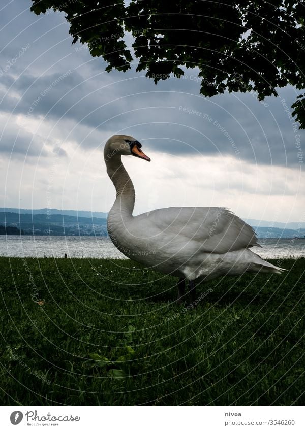 schwan vor dem zürchersee Schwan Zürich See Wasser Tier Vogel Reflexion & Spiegelung Außenaufnahme Farbfoto Schwanensee Schweiz Natur Schwimmen & Baden Feder