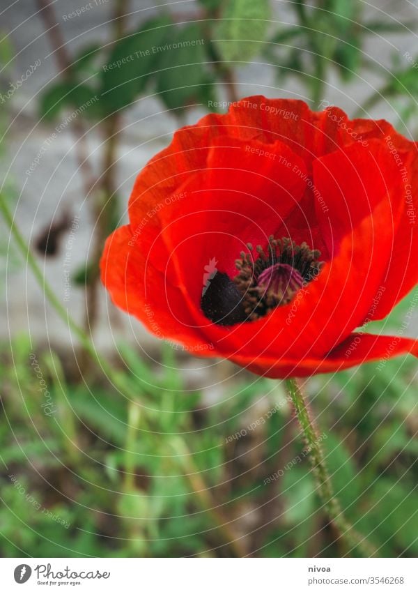 rote Mohnblume Mohnblüte Mohnfeld grün Blume Detailaufnahme Farbfoto Natur Sommer Feld Außenaufnahme Blüte Pflanze mehrfarbig Tag Blühend Landschaft Mohnkapsel