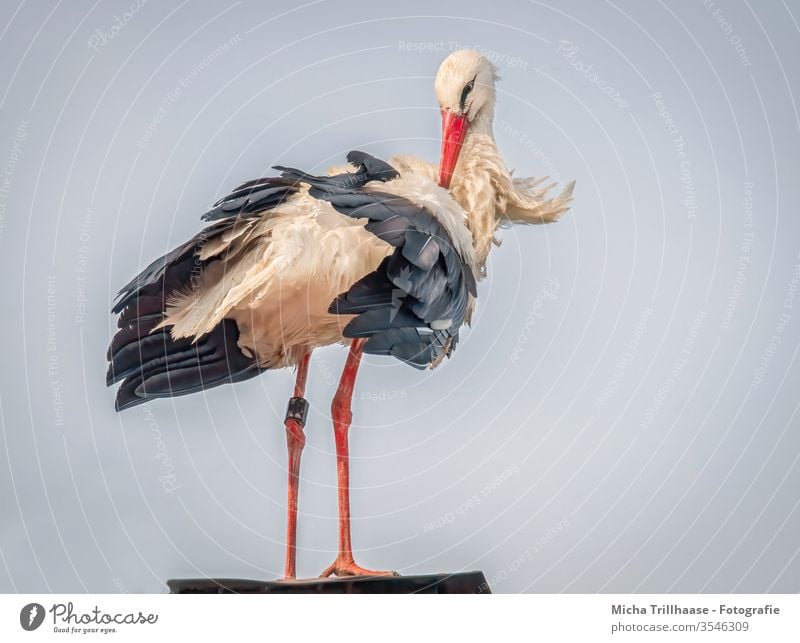 Storch bei der Gefiederpflege Weißstorch Ciconiidae Kopf Schnabel Auge Hals Federn Flügel Beine Pflege Körperpflege Vogel Wildvogel Tier Wildtier Natur Dach