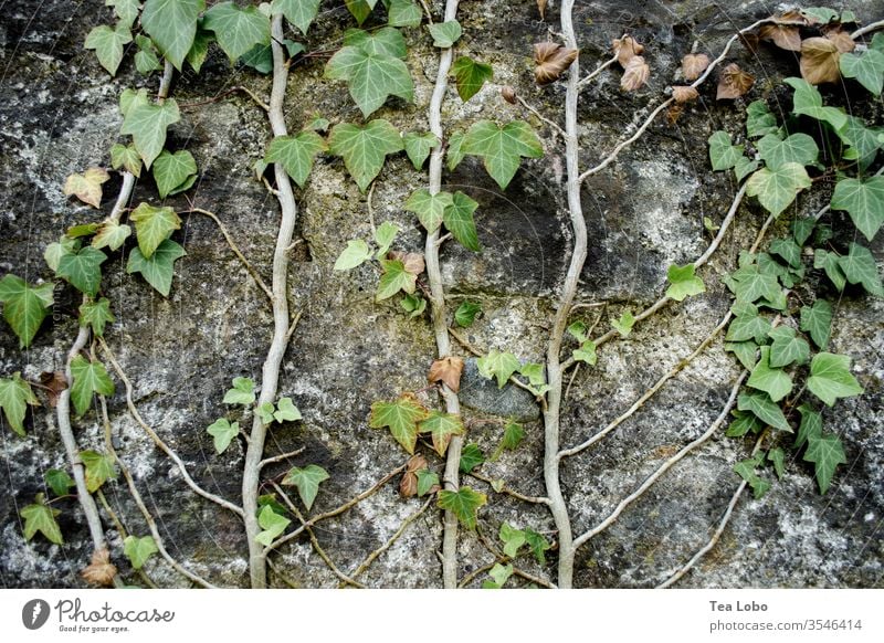 Efeu an einer Wand Mauer Kletterpflanzen Ranke Fassade Wachstum Wein Außenaufnahme grün bewachsen Menschenleer Natur Naturwuchs Detailaufnahme Wilder Wein