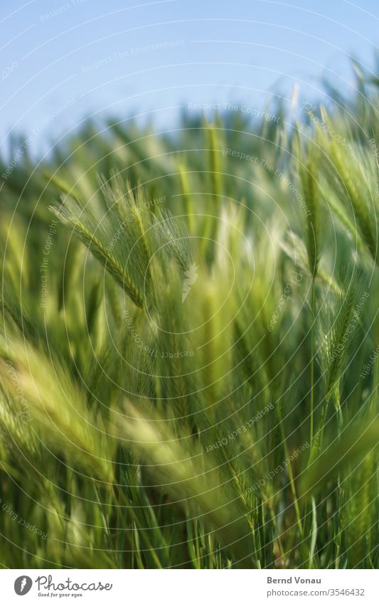 Ernte Korn Herbst Sommer Licht Sonnenlicht grün Getreidefeld blau Himmel Schwache Tiefenschärfe Halm zart Bokeh Ackerbau Landwirtschaft Lebensmittel Wind