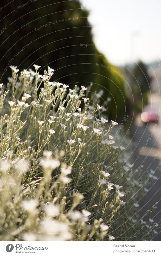 blüht Kleinstadt Dorf Wegrand bluten Wachstum Dekoration & Verzierung Vorgarten Garten grün weiß Pflanze Bokeh Schwache Tiefenschärfe Sonnenlicht Sommer Hecke