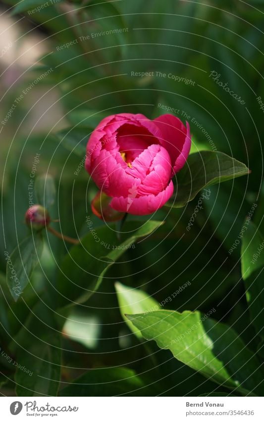 Pfingstrose Blume rosa Pflanze Frühling Natur schön Blüte Garten Blütenblatt frisch Nahaufnahme Farbfoto Farbe Blatt grün natürlich zart gelb Sonnenlicht