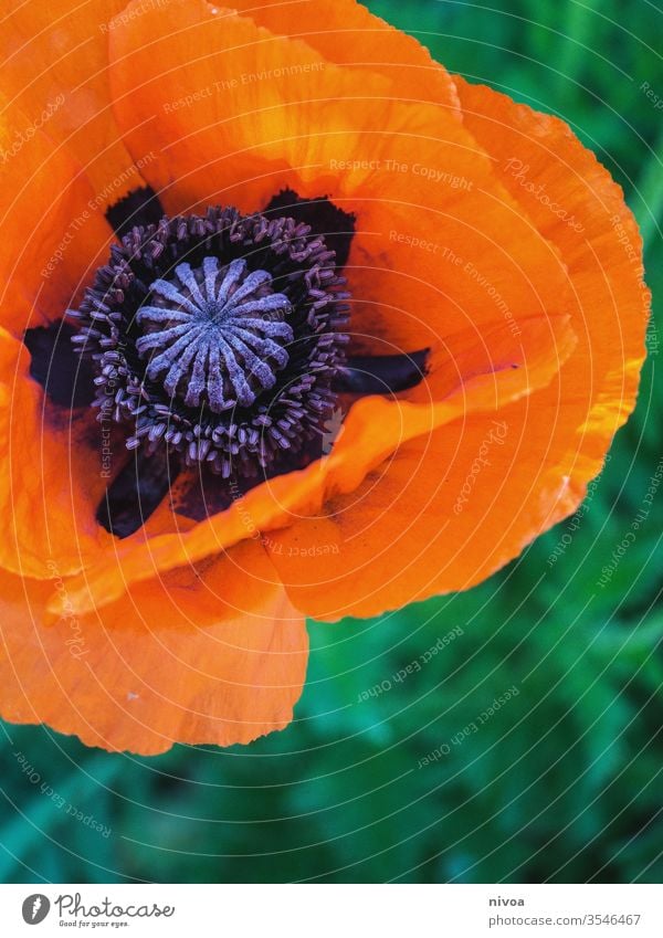 Nahaufnahme einer Mohnblume Mohnblüte Mohnfeld Blüte Blume Detailaufnahme detailliert Makroaufnahme orange grün violett Sommer Farbfoto schön Natur Pflanze