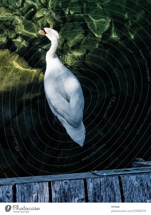 unter einem Teich schwimmender Schwan Zürich See Farbfoto Schweiz Schwanensee Schwimmen & Baden Feder Außenaufnahme Natur Tier Vogel Wasser Blick elegant blau