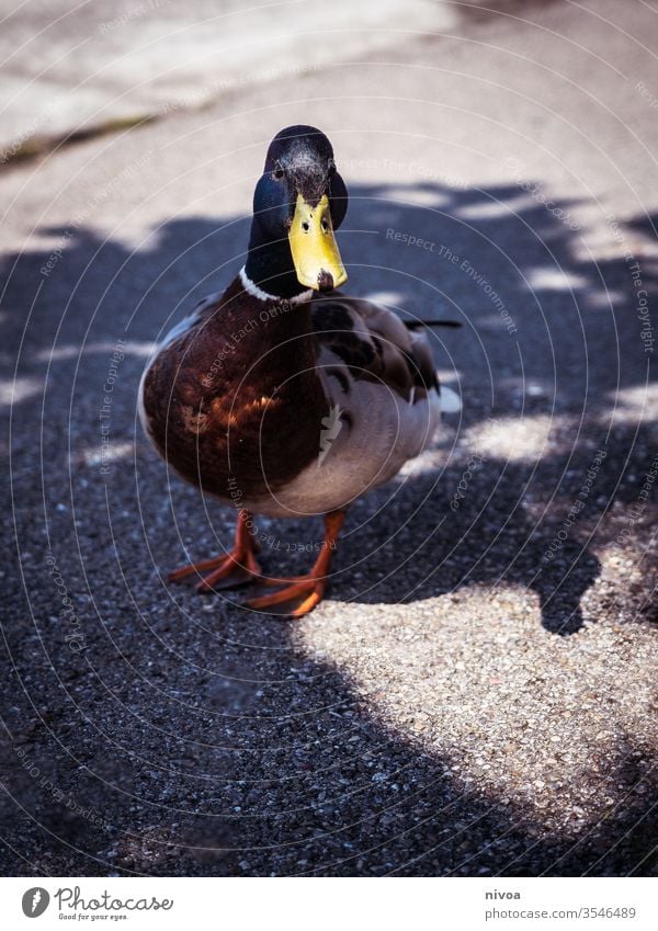 Ente auf dem Bürgersteig Entenvögel Geflügel Sommer Vogel Tier Natur Farbfoto Wildtier Menschenleer Teich Straßenbelag Muskovy Ente Tierjunges Baby niedlich