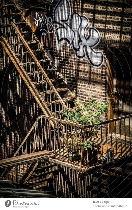 Für einen kleinen Garten ist überall Platz. Pflanzen auf der Aussentreppe von einem alten Wohnhaus. Blätter Urban gardening Farbfoto Außenaufnahme Feuertreppe