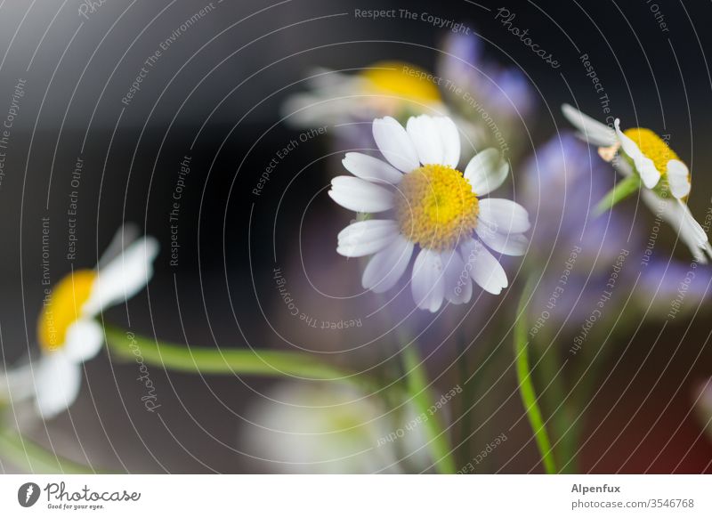 Blümchen.... Gänseblümchen Blume Frühling Blüte Natur Makroaufnahme Sommer Nahaufnahme Pflanze Detailaufnahme Blütenblatt Blumen Schwache Tiefenschärfe Farbfoto