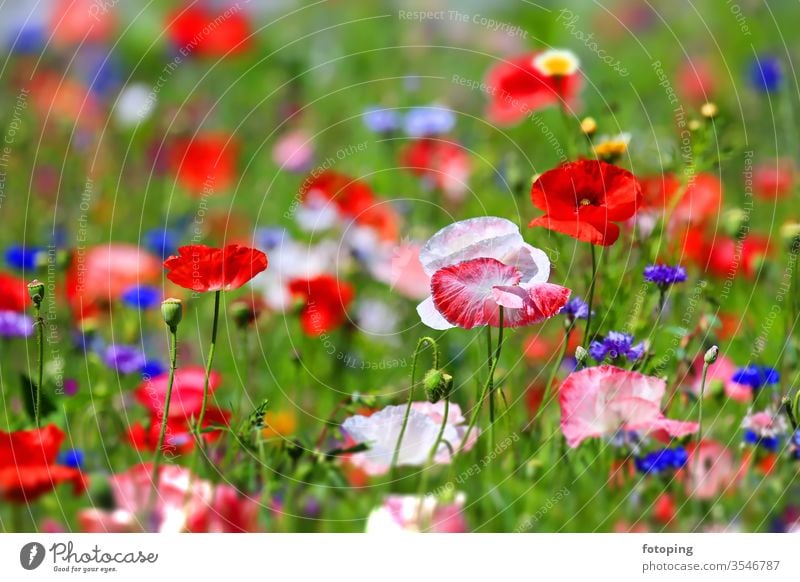 farbenprächtige Blumenwiese Blatt Blumenfeld Blumenhintergrund Blümchen Blüte Botanik Dekoration Feld Flora Gras Hintergrund Jahreszeit Klatschmohn Klima