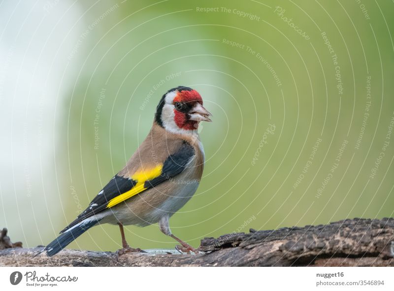 Stieglitz / Diestelfink auf Ast Vogel Tier Natur Außenaufnahme Farbfoto 1 Menschenleer Wildtier Tierporträt Tag Umwelt Schwache Tiefenschärfe grau