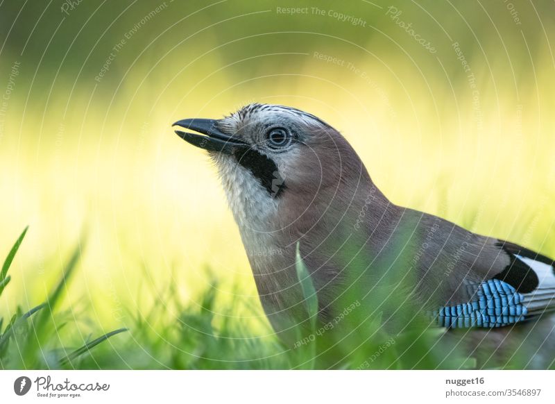 Eichelhäher im Gras Vogel Tier portrait Außenaufnahme Farbfoto Wildtier Natur Tierporträt Menschenleer Tag blau Flügel Tiergesicht Nahaufnahme