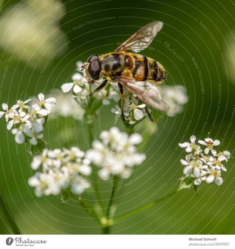 Biene an einer kleinen Pflanze mit weißen Blättern (Giersch) Insekt Makroaufnahme Tier Nahaufnahme Natur Flügel Nektar Pollen Honig