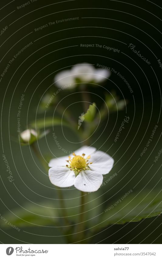 Gesundheit | Walderdbeere Heilpflanzen walderdbeere Pflanze Natur alternative medicine Blüte grün Nahaufnahme Blume weiß Makroaufnahme Tee Alternativmedizin