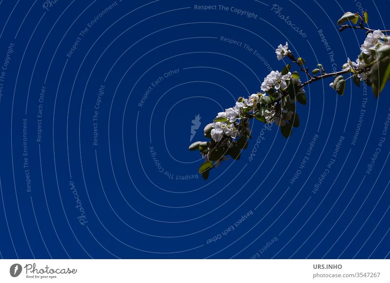 Zweig eines weiß blühenden Obstbaume vor dunkelblauem Hintergrund Obstbaumblüte Apfelbaumzweig Natur Ast Pflanze Nacht minimal minimalistisch Minimalismus