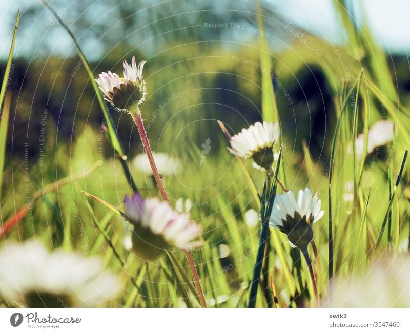 Vor dem Rasenmäher Gänseblümchen Wiese blühend klein nah Bewegungsunschärfe Schwache Tiefenschärfe Blühend Blume Pflanze Außenaufnahme Natur Farbfoto Frühling