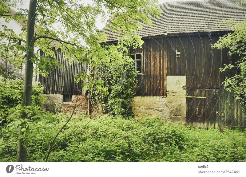 Sich selbst überlassen Scheune Gebäude Bäum Sträucher Dickicht Efeu Tor Fenster Holz Stein alt Dach naturbelassen Mauer früher Vergänglichkeit Menschenleer Wand