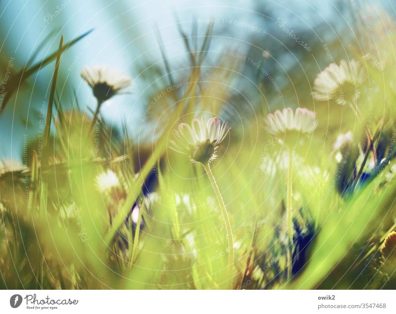 Verhuscht Gänseblümchen Wiese Frühling Bewegungsunschärfe Blume Gras grün Natur gelb weiß Rasen Nahaufnahme Außenaufnahme Makroaufnahme Blühend