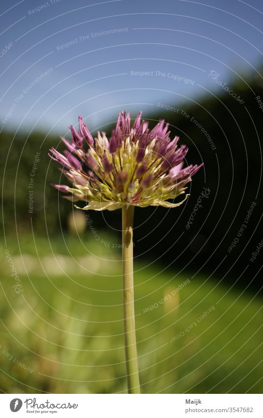 Frühsommer  Zierlauch Pflanze Garten Gartenarbeit Gartenpflanze Gartenpflege zuhause Tageslicht hobby Pflanzenwelt Freude Außenaufnahme Blume Blüte Farbfoto