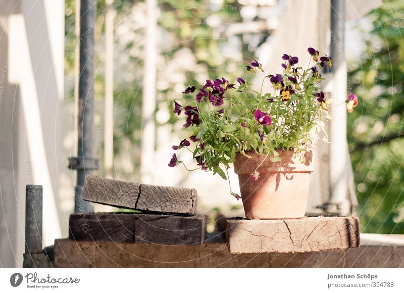 Gerüstverschönerung Sommer Pflanze Blume Blatt Blüte Grünpflanze Fröhlichkeit verschönern Blumentopf Stiefmütterchen Baugerüst bauen Baustelle Gegenteil