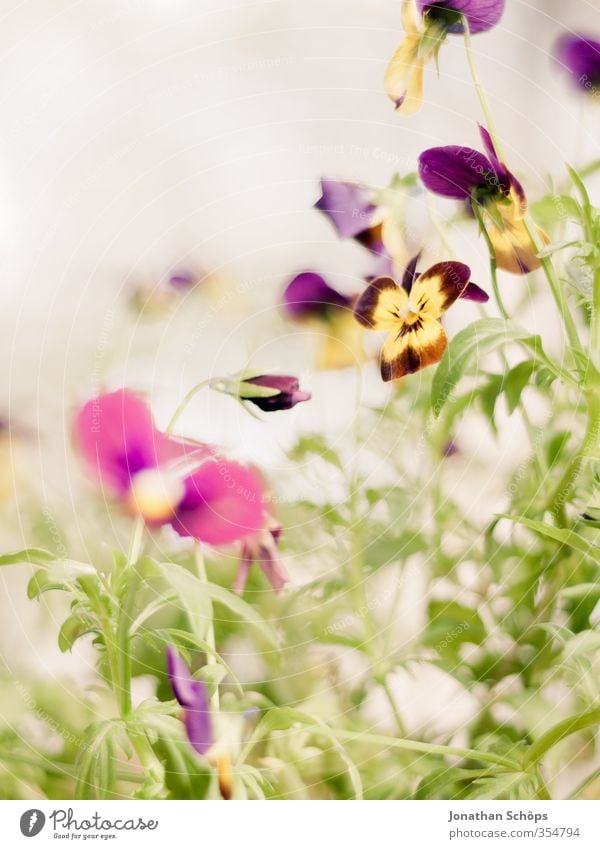 Stiefmutter Pflanze Blume Blatt Blüte Grünpflanze Glück Fröhlichkeit Zufriedenheit Lebensfreude Frühlingsgefühle Stiefmütterchen Stiefmütterchenblüte Kitsch