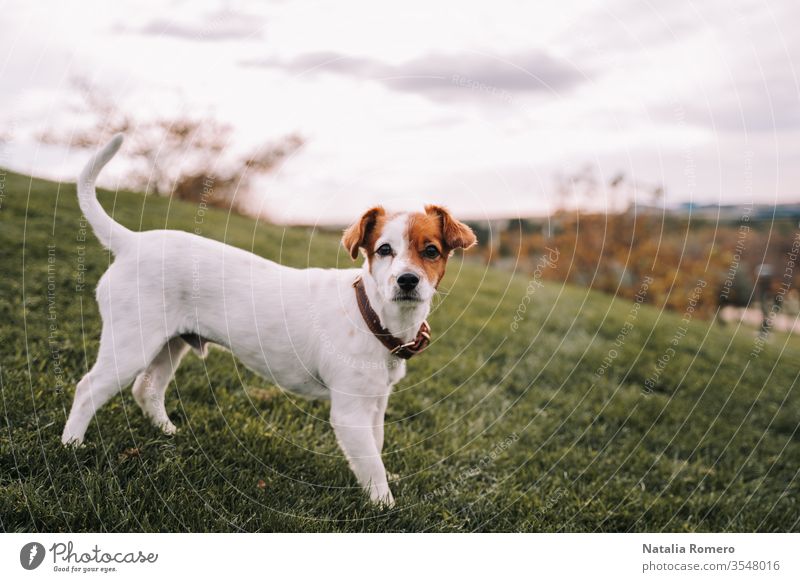 Ein schöner kleiner Hund steht auf der Wiese. Er schaut in die Kamera. Er hat braunes und weißes Fell. Er genießt im Park. Tier Eckzahn Natur Haustier Farbe