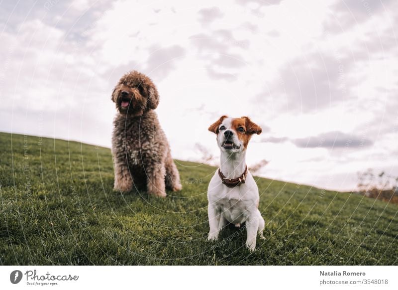 Zwei schöne Hundefreunde sind auf der Wiese. Sie schauen auf etwas, das sich vor ihnen befindet. Sie sind sehr aufmerksam und aufgeregt. Einer von ihnen hat braunes Fell und der andere hat zweifarbiges Fell.