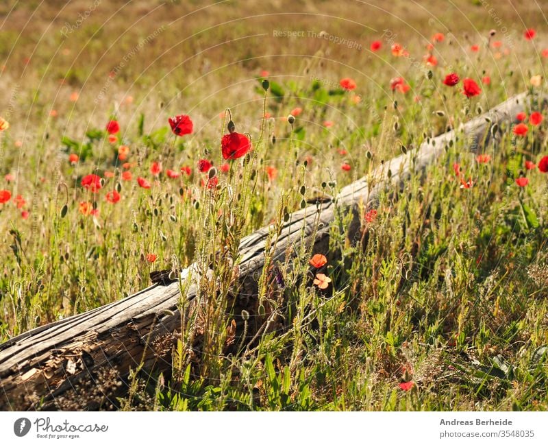 Feld mit Mohn Hintergrund schön Schönheit Blütezeit blau hell Blütenknospen Farbe farbenfroh Landschaft Energie Flora geblümt Blume Blumen frisch Garten Gras