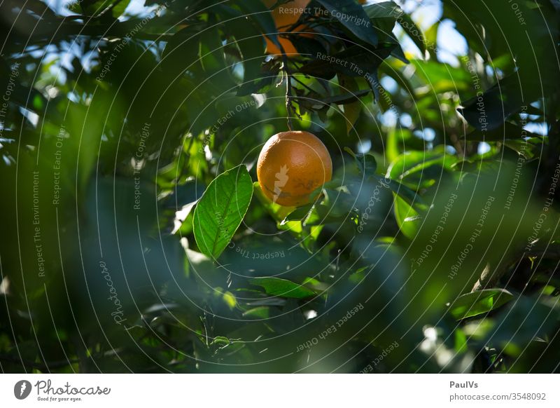 Orange am Orangenbaum in Spanien orangenbaum orangenplantage orangenernte orangensaft frucht früchte natur gesundheit vitamin blätter Natur Orangensaft Saft