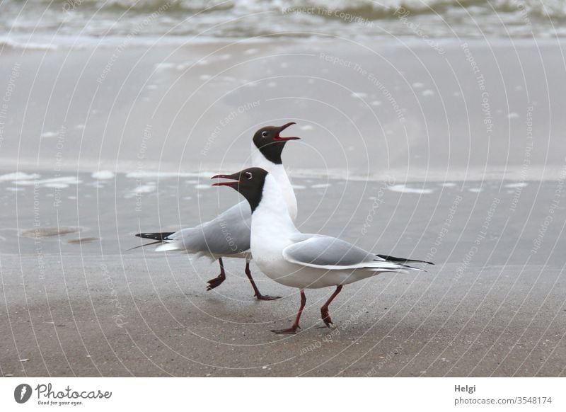 Möwentanz - zwei Lachmöwen tanzen am Strand auf Usedom Vogel Seevogel Meer Ostsee Küste Ferien & Urlaub & Reisen Sand Natur Umwelt bewegen außergewöhnlich grau