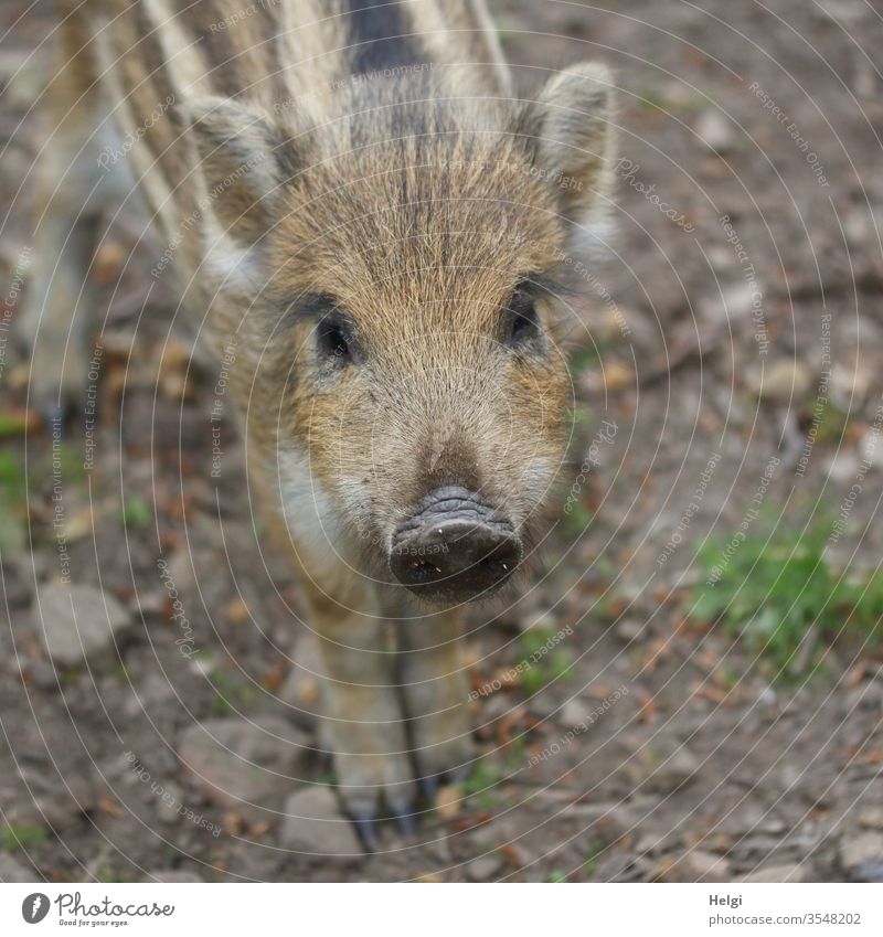 hey du - Nahaufnahme eines jungen neugierigen Frischlings, der in die Kamera schaut Wildschwein Jungtier Tier Wildtier Tierporträt Tierjunges 1 Wald Frühling