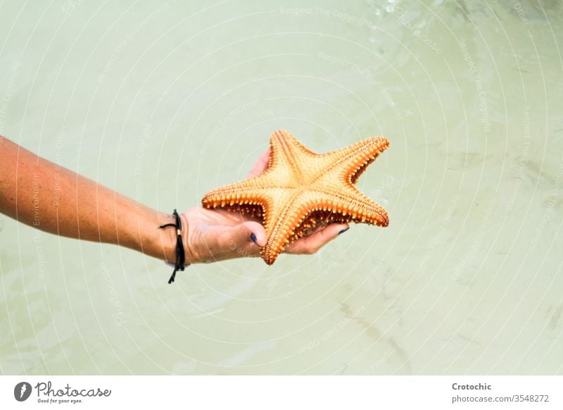 Hand hält einen Seestern auf dem Meer Meerwasser Wasser durchsichtig Armband Arme Halt offen Nägel blau übersichtlich Tod Schlachtung Sonne Stern Form