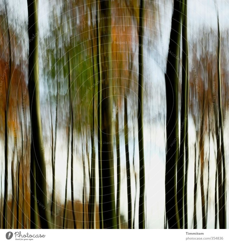 Hääbschdwald . Umwelt Natur Baum Wald Blick ästhetisch einfach natürlich grün schwarz Gefühle Herbst herbstlich Herbstwald Farbfoto Außenaufnahme Menschenleer