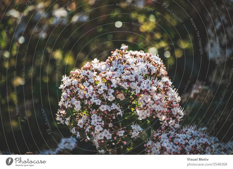 Blüten und Knospen eines Viburnum tinus Strauches Blumen botanisch Botanik Flora geblümt blumig Garten organisch Blätter natürlich Natur Park Pflanzen