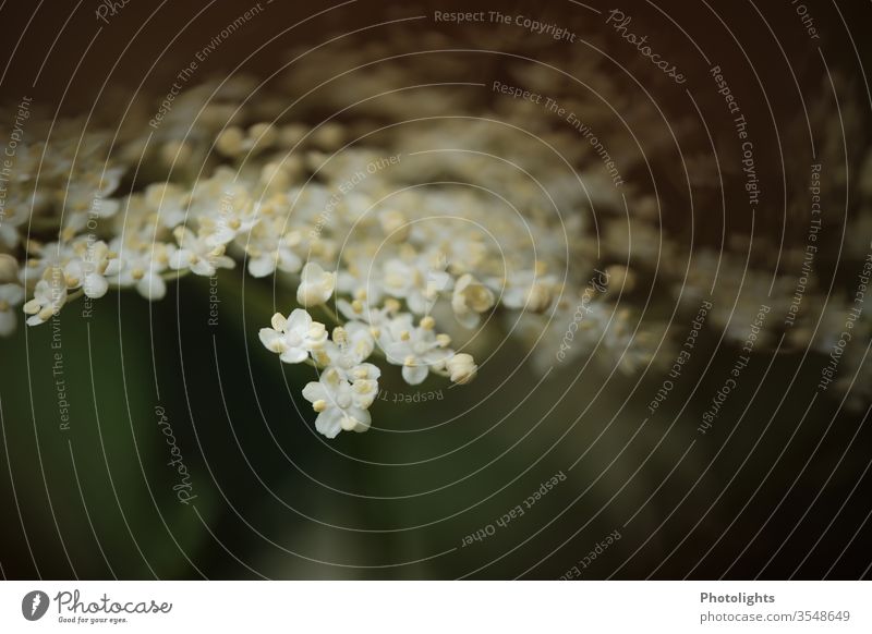 Holunderblüten weiß Natur Pflanze Außenaufnahme Farbfoto Nahaufnahme grün Detailaufnahme Frühling Blatt Blüte Unschärfe Menschenleer Umwelt Stengel Duft Busch