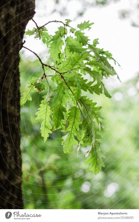 Üppig grüne Blätter im tiefen Wald im Frühling abstrakt Hintergrund schön Schönheit Buchsbaum botanisch Botanik Ast hell Farbe Erhaltung Tag Design Öko Ökologie