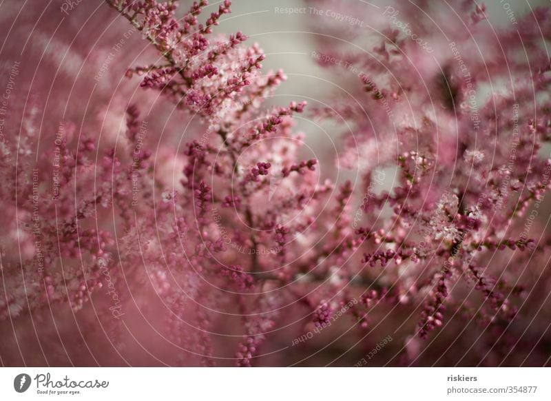 p!nk Umwelt Natur Pflanze Frühling Blüte Garten Park Blühend Wachstum frisch natürlich weich rosa Farbfoto mehrfarbig Außenaufnahme Freisteller Tag Licht