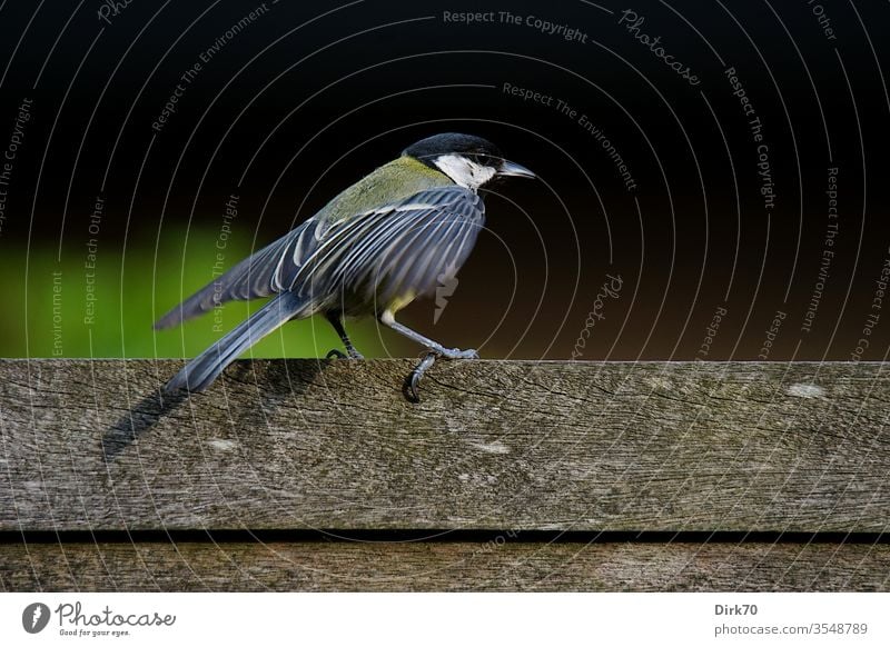 Kohlmeise beim Flügelschütteln Meise Meisen kohlmeise (parus major) Vogel Singvogel 1 Tier Flügel schütteln Tierporträt Zaun Bretterzaun Profil Farbfoto